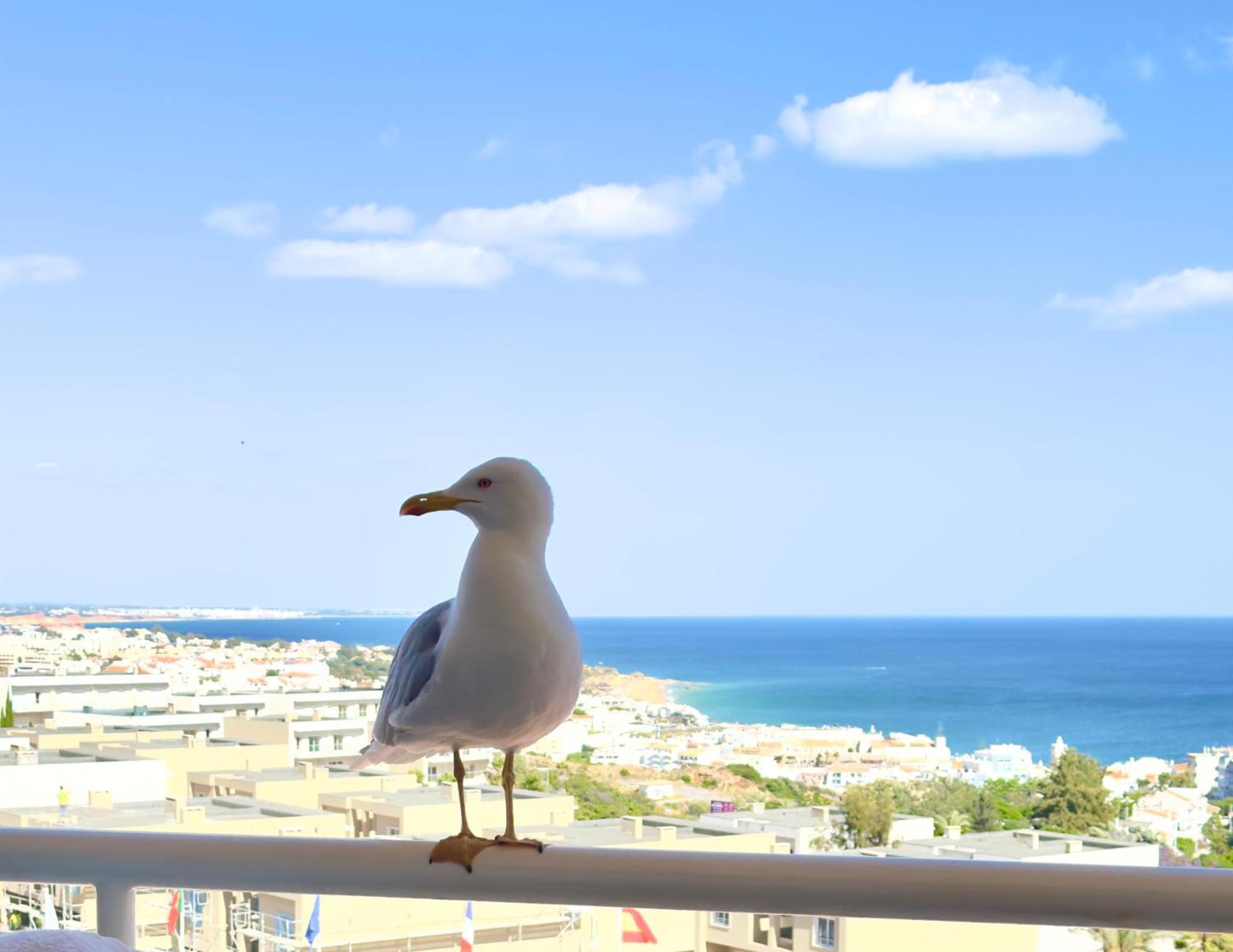 Apartment Les 3 Dauphins In Albufeira Exterior photo